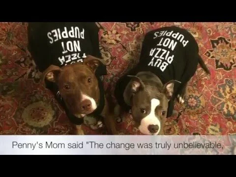 Penny & Charlotte: Integrating Two Dogs Into a Home.