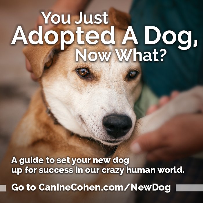 CC_AdopterGuide_Promo_700x700px_WEB_22.jpg