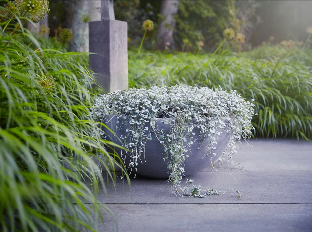 modern bowl with silver plant for cycle.jpg
