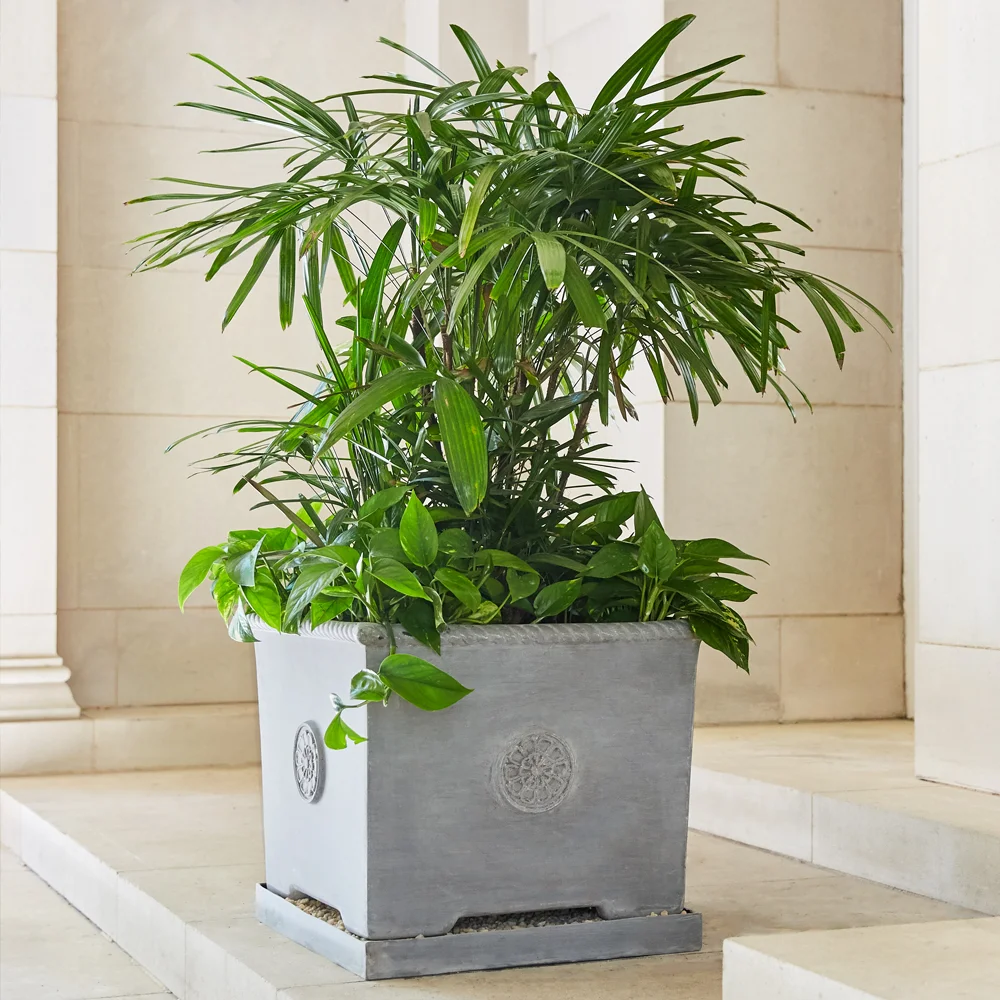 dracaena marginata cane 12 in Drac Marginata Cane  Enchanted Grow