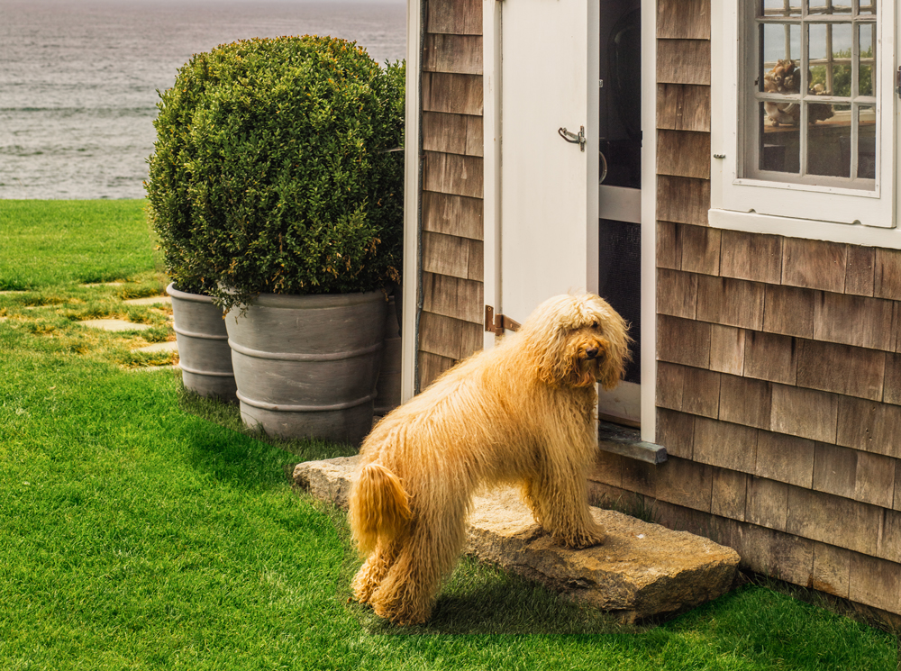 long-island-with-dog.jpg