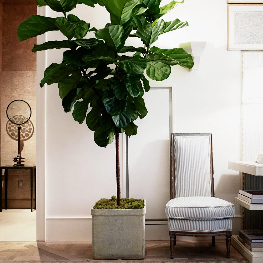 square contemporary planter with inset handles in situ.jpg