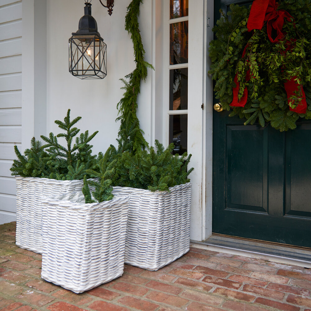 Grapevine collection in situ.jpg