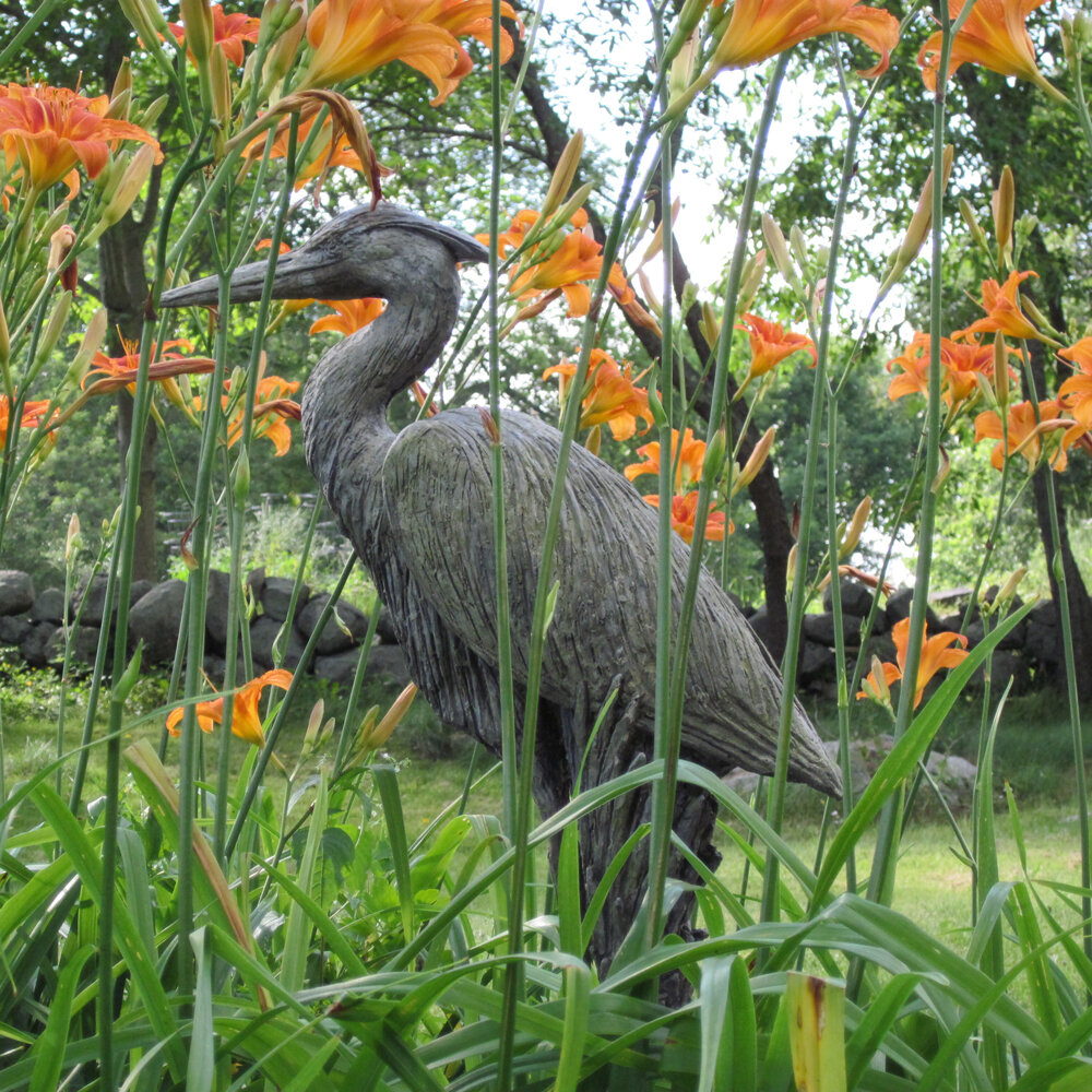 great blue heron in situ.jpg