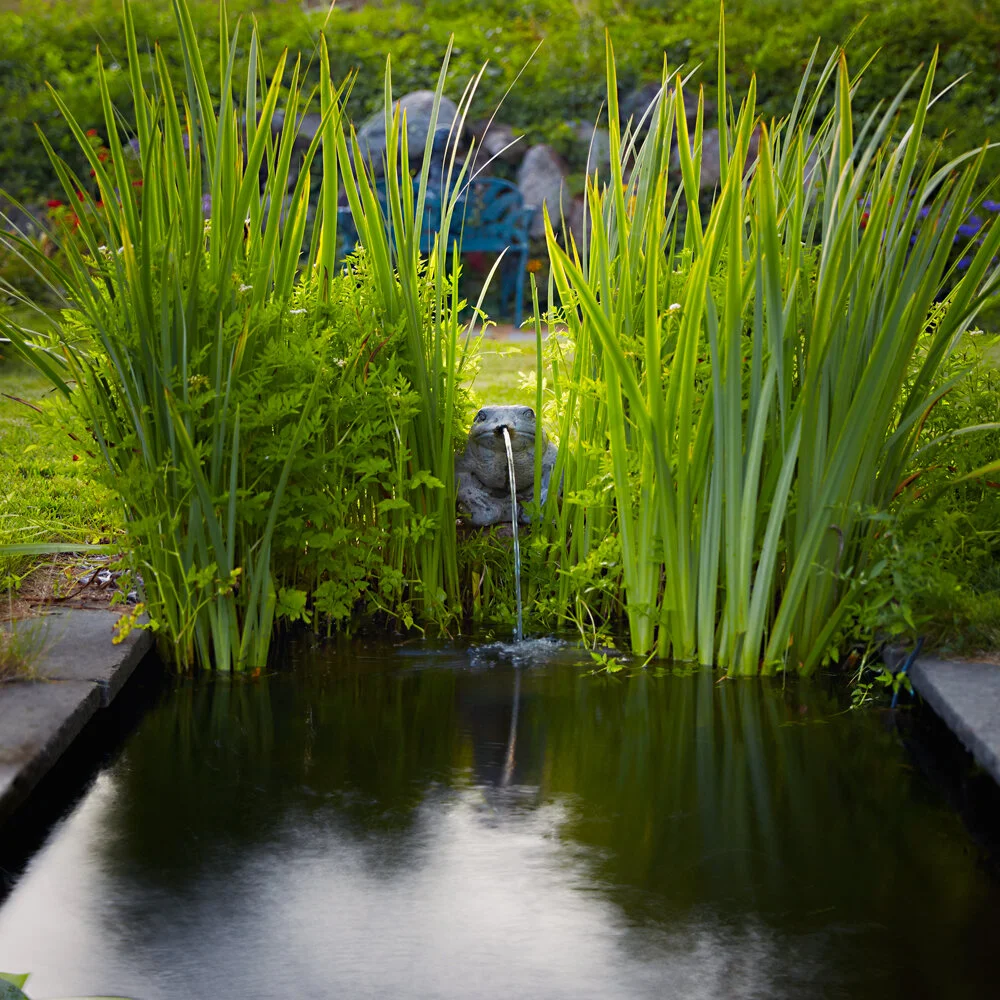 Roundbush Frog in situ.jpg