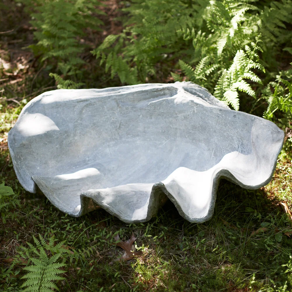 sea shell in situ3.jpg