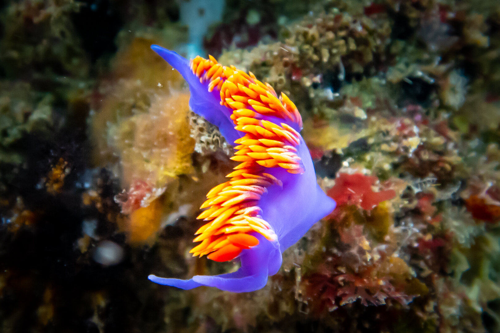 Spanish Shawl @ Anacapa Island