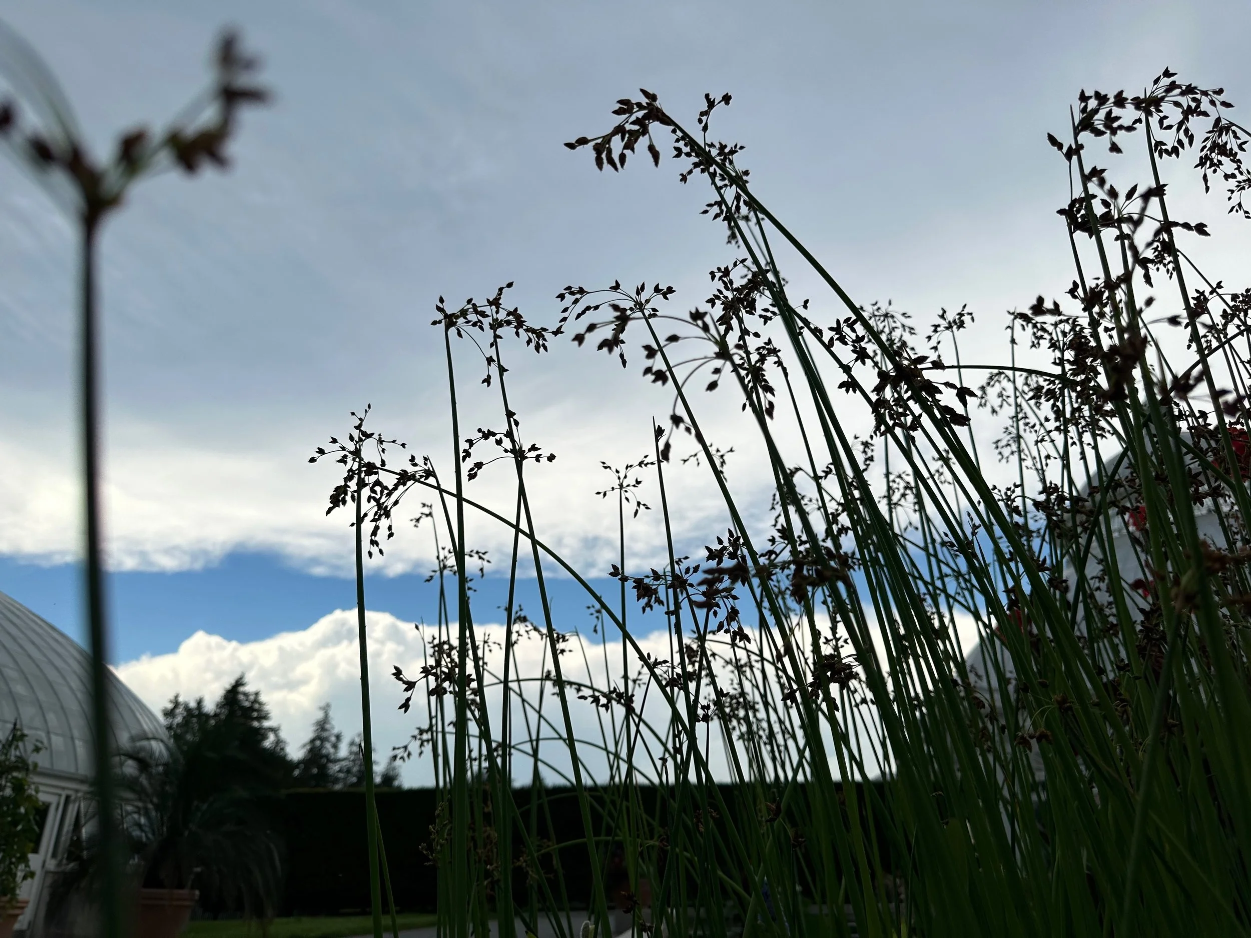 Bot. garden grass.jpeg