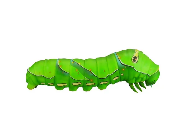 SwallowtailcaterpillarD.jpg