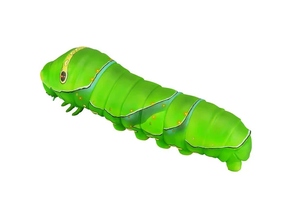 SwallowtailcaterpillarC.jpg