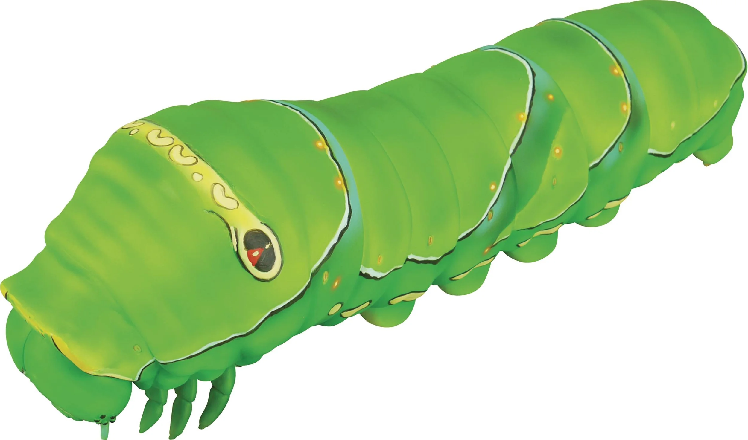 Catapillar.jpg