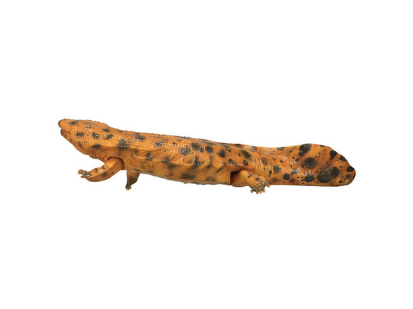 GiantsalamanderE.jpg