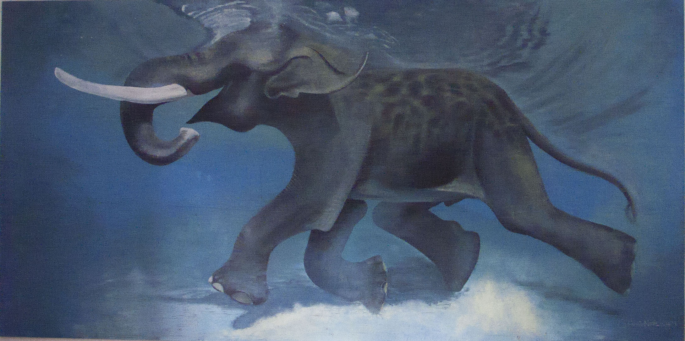 Amir-Shakir-Elephant.jpg