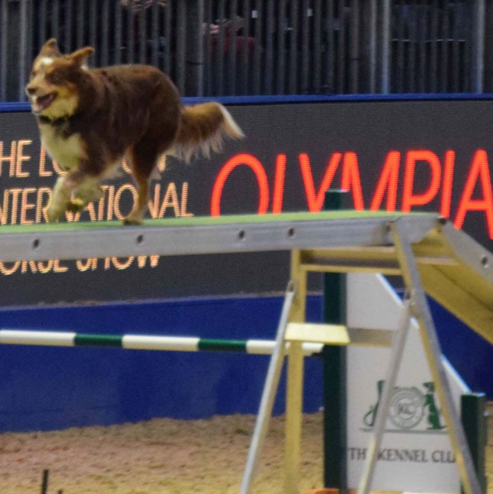 Sue Dennison's amazing Sunwood Caramel Queen competing at Olympia 2015