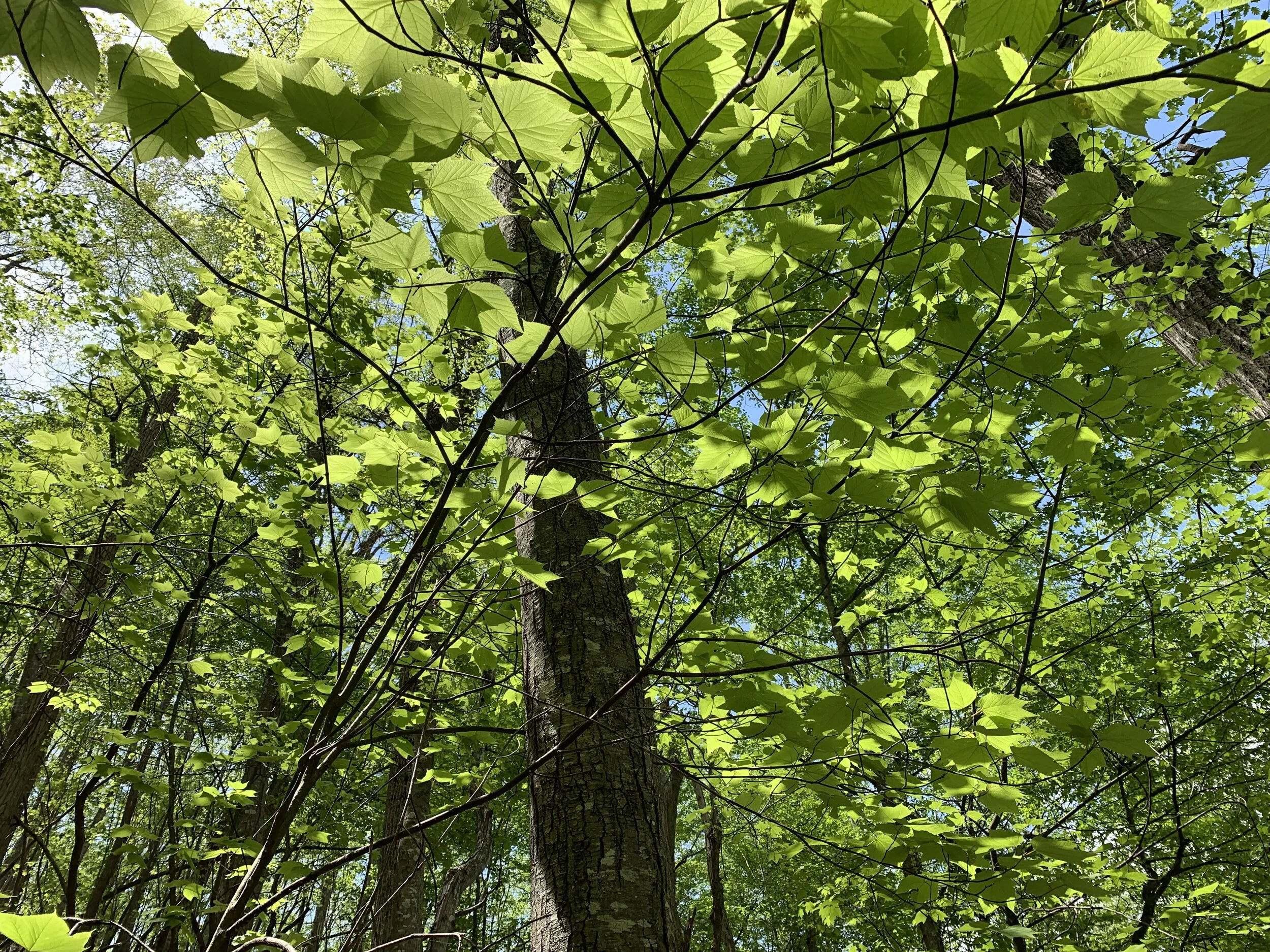 Crabtree Falls, May 2019