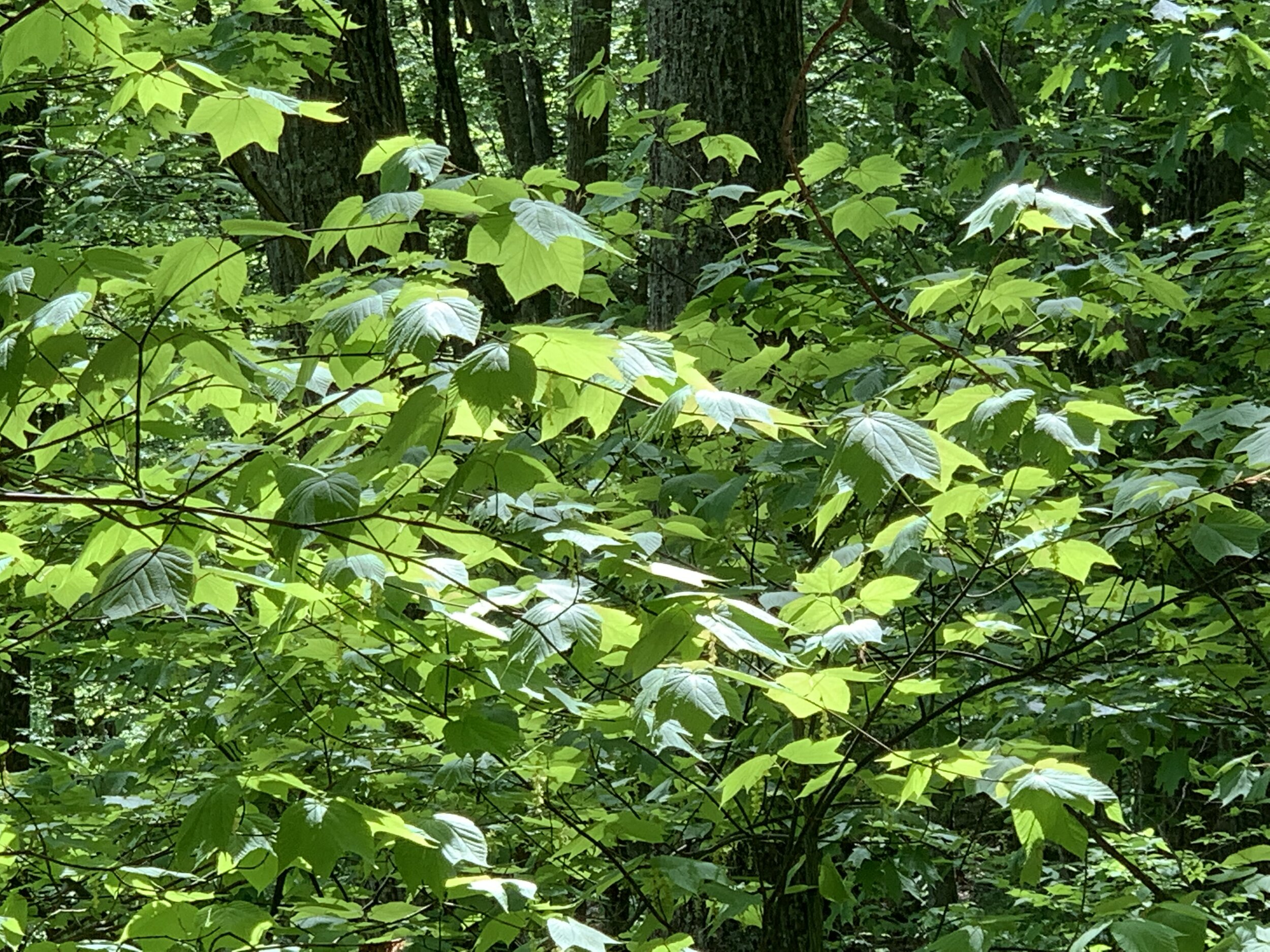 Crabtree Falls, May 2019