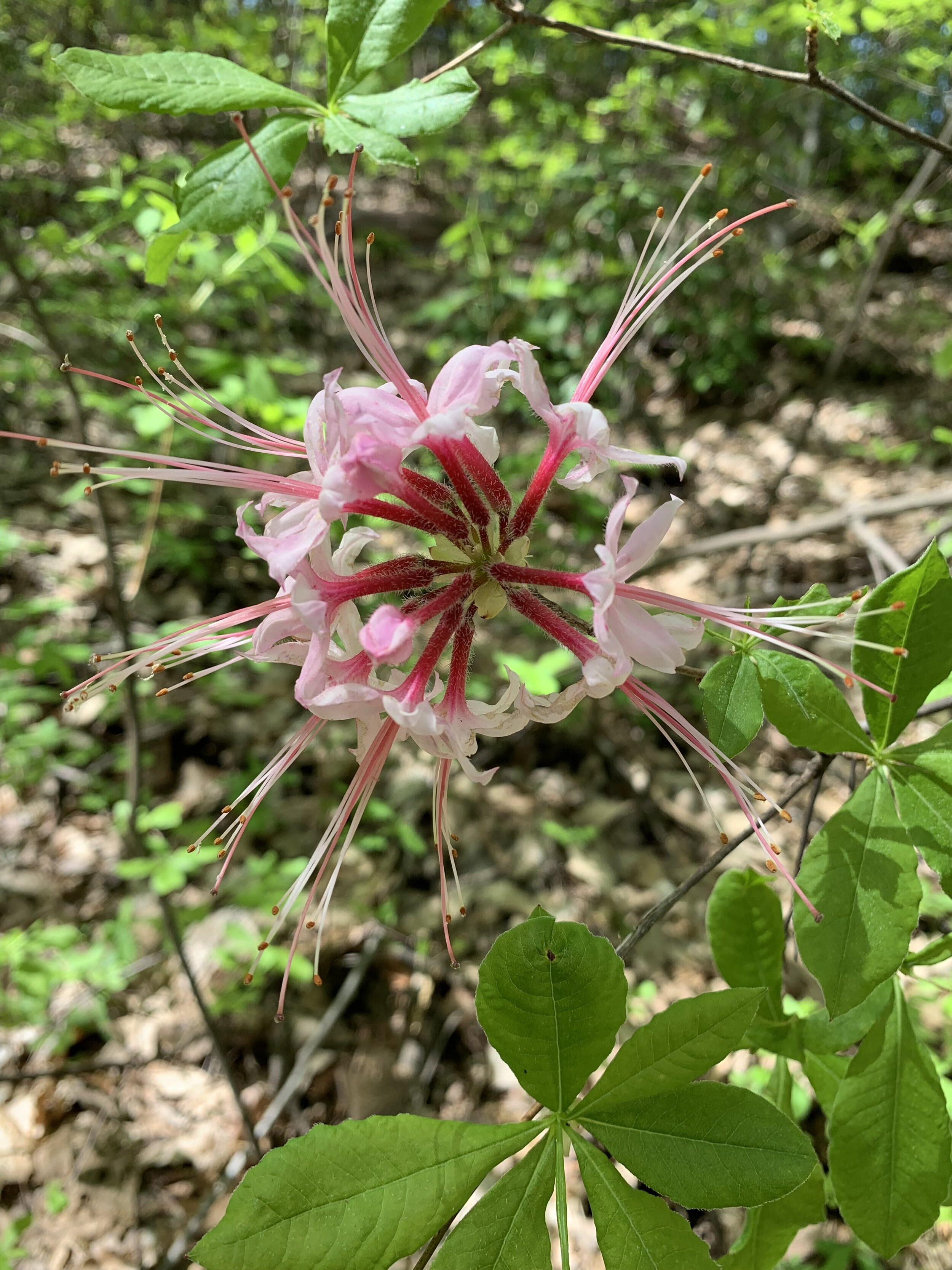 Crabtree Falls, May 2019