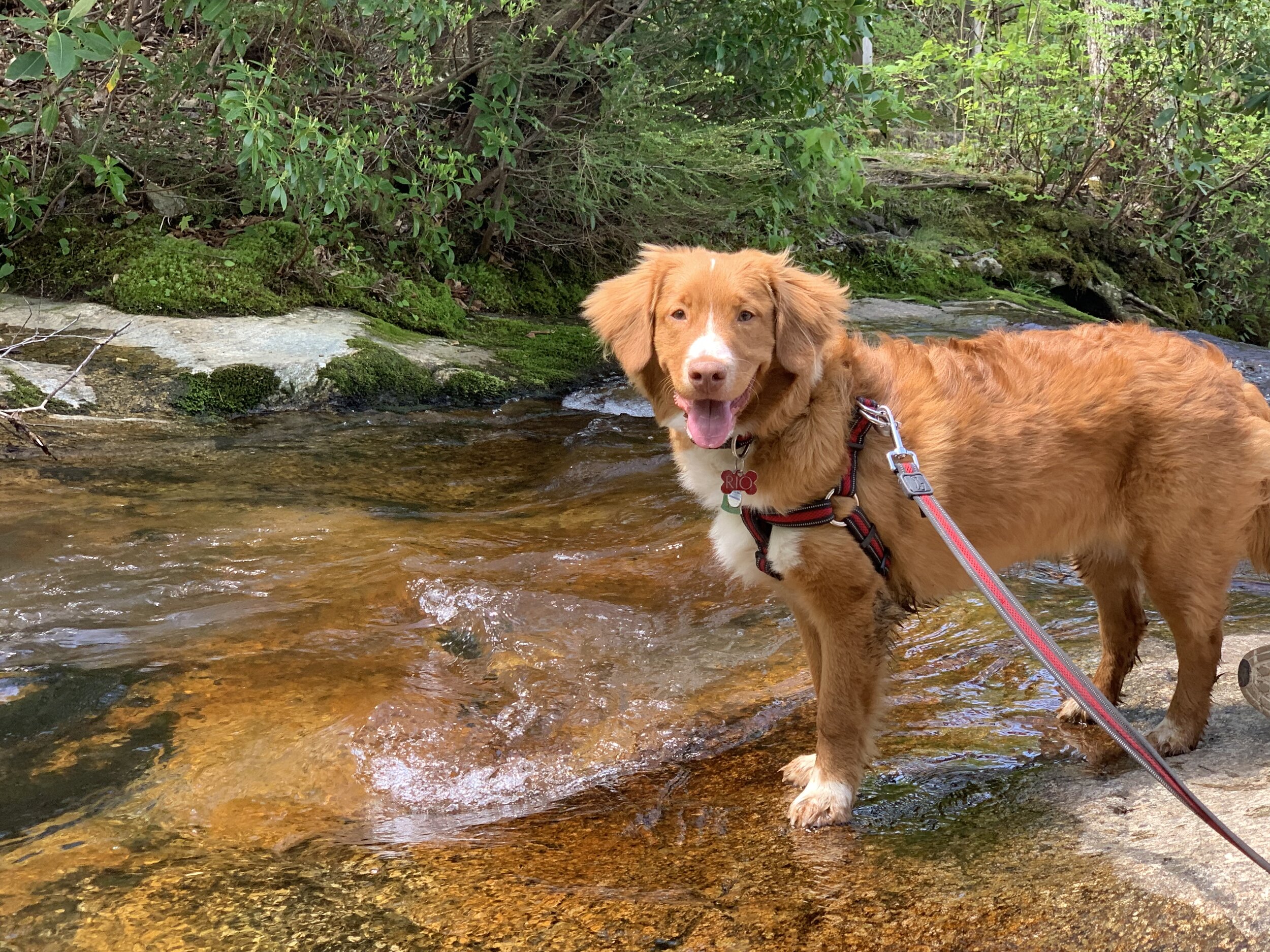 Crabtree Falls, May 2019