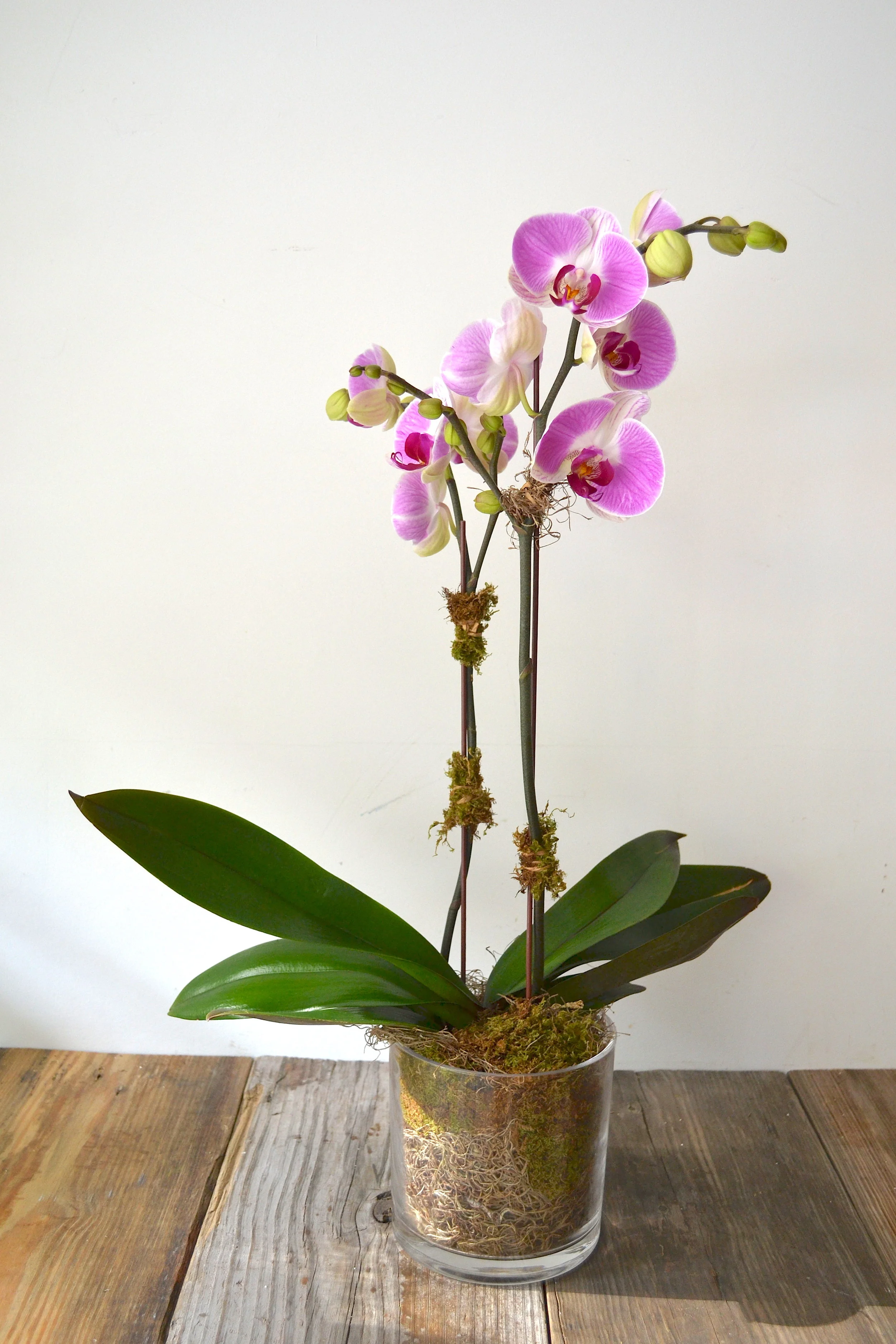 orchid.jpg