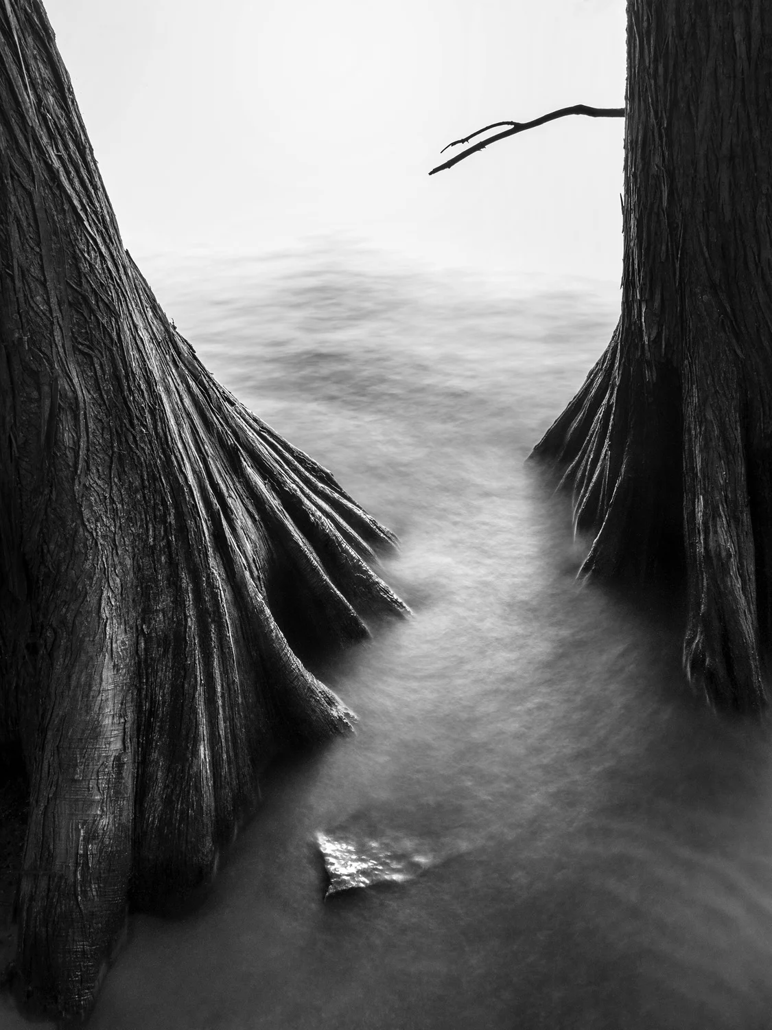 1806 LMG Trees 01.jpg