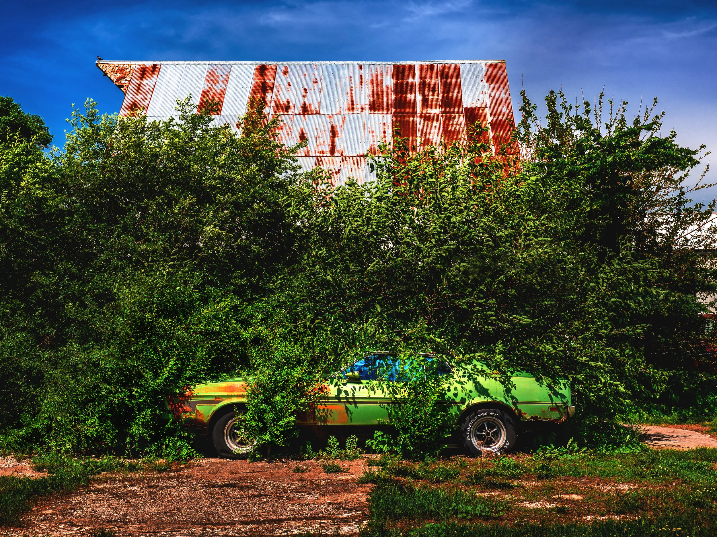 1806 Wild Mustang.jpg