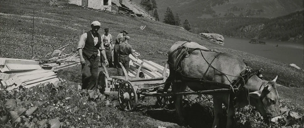 01-bergbauer-kuh-eingespannt-grevasalvas-graubuenden-1947.jpg