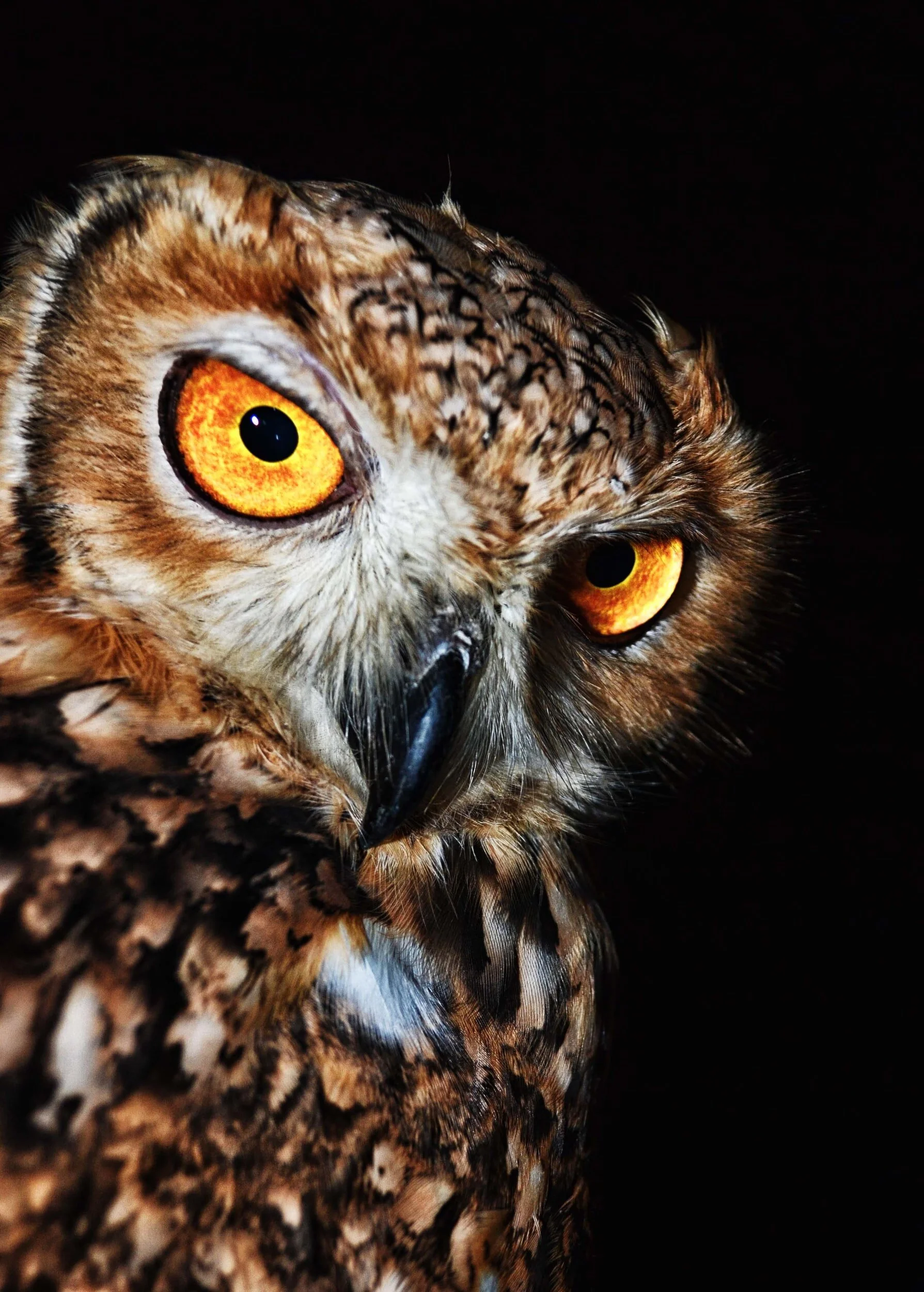 Episode 124: Wise Like the Owl