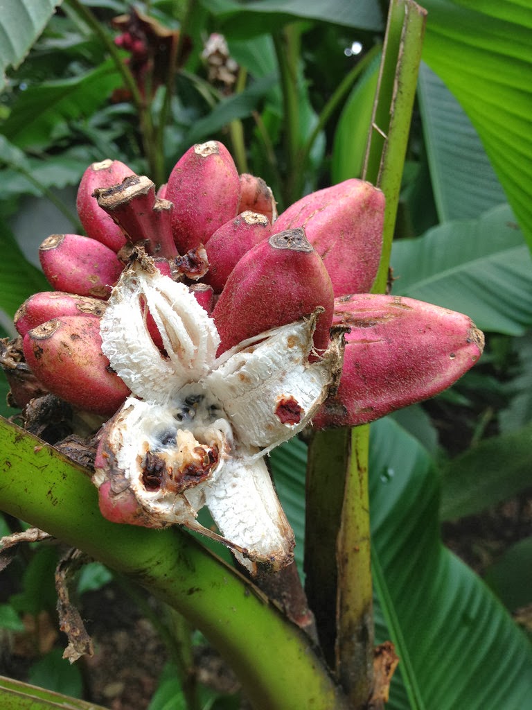 More of Tropical Shots at our flickr page