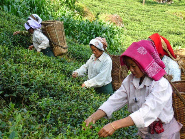 Picking tea leaves at the estate