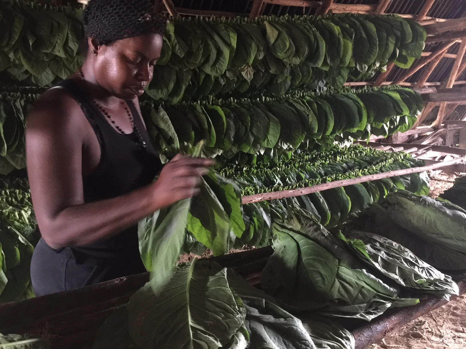 Selecting 2 - 6 deveined filler leaves.