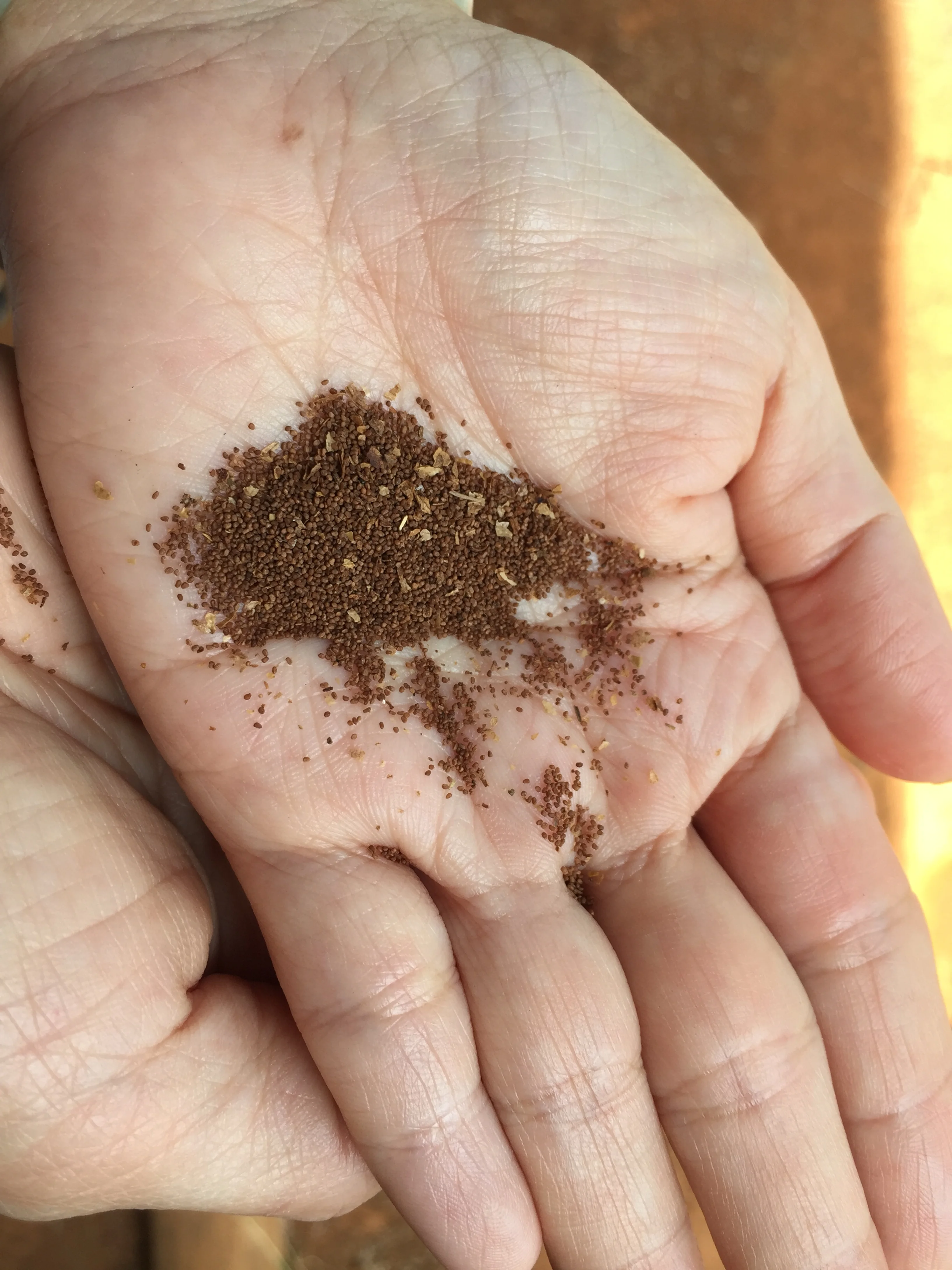 Seeds are ready to sow after the last of frost
