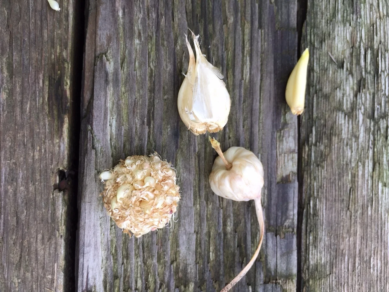 Matured garlic scapes, a prized addition in the kitchen