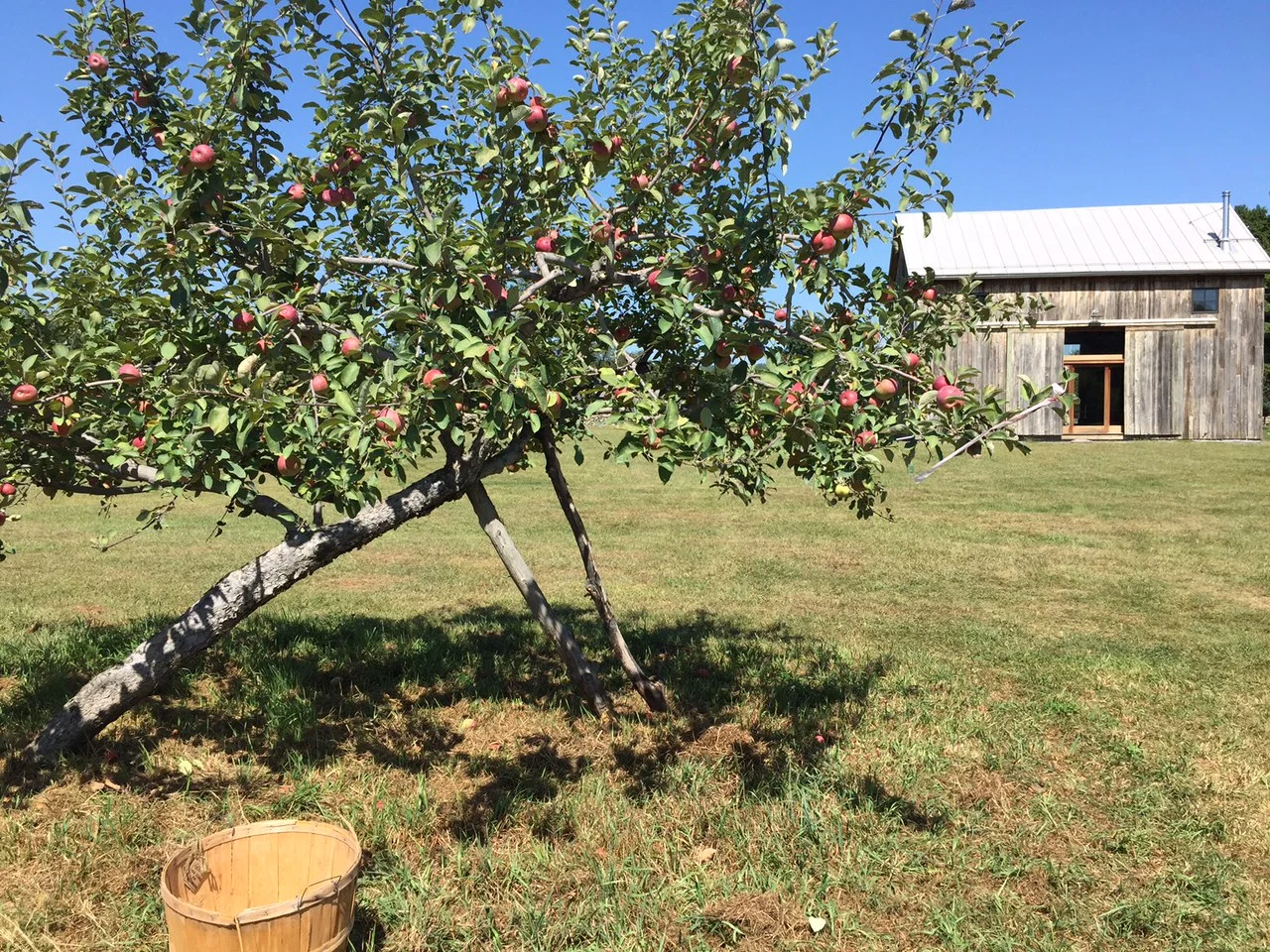 Apple season in West Wind Orchard