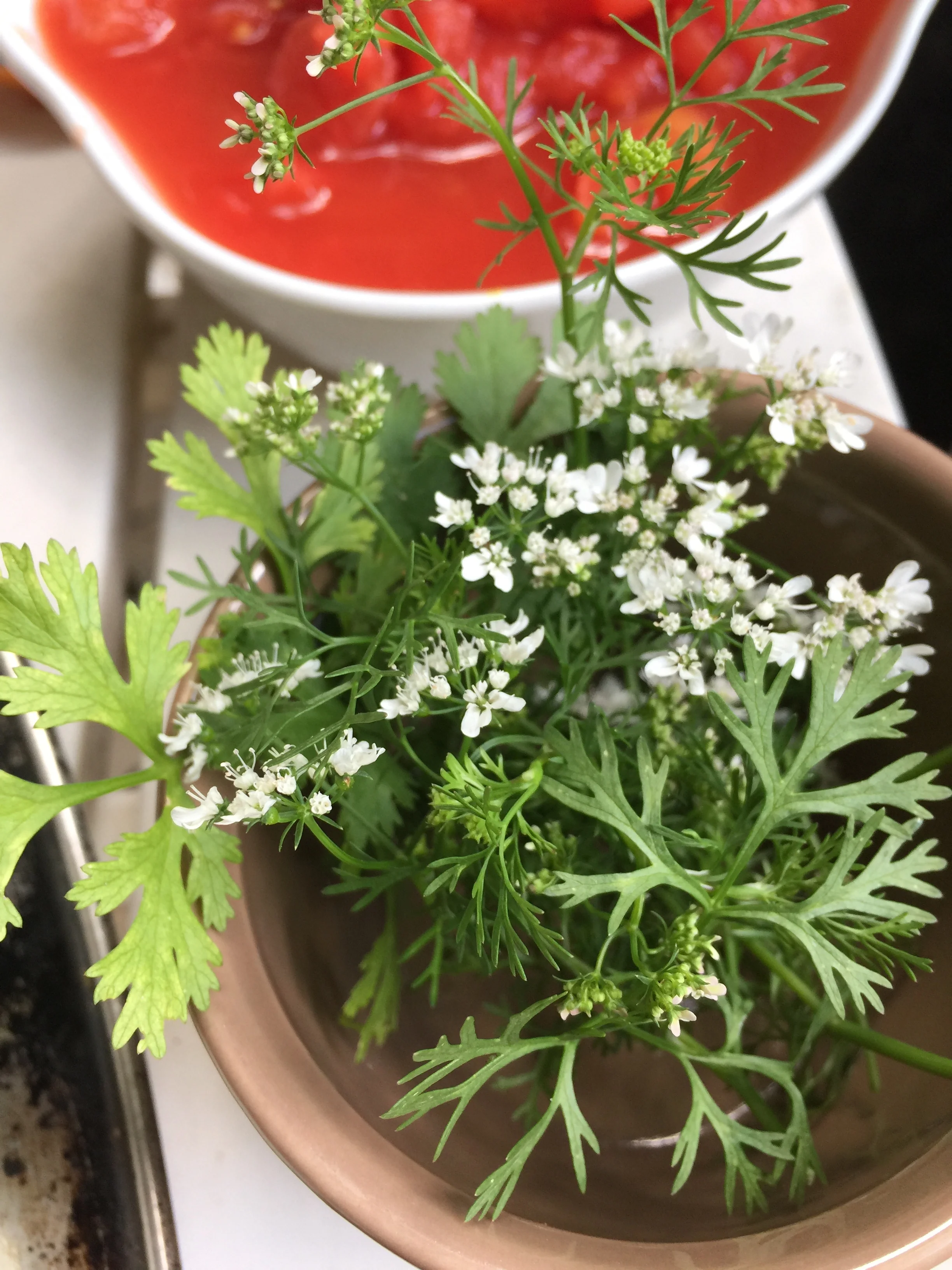 Fresh Coriander sprigs from the garden.