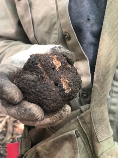 Périgord truffle or French black truffle