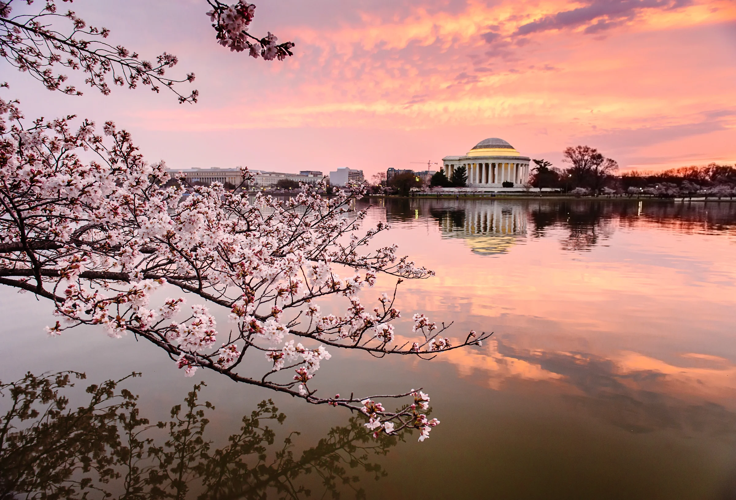 Cherry Blossoms-1fb.jpg