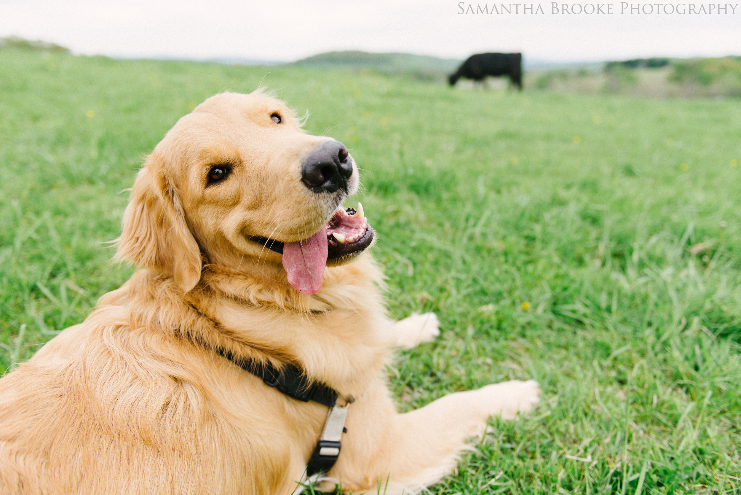 Koa enjoys the cow from a distance.