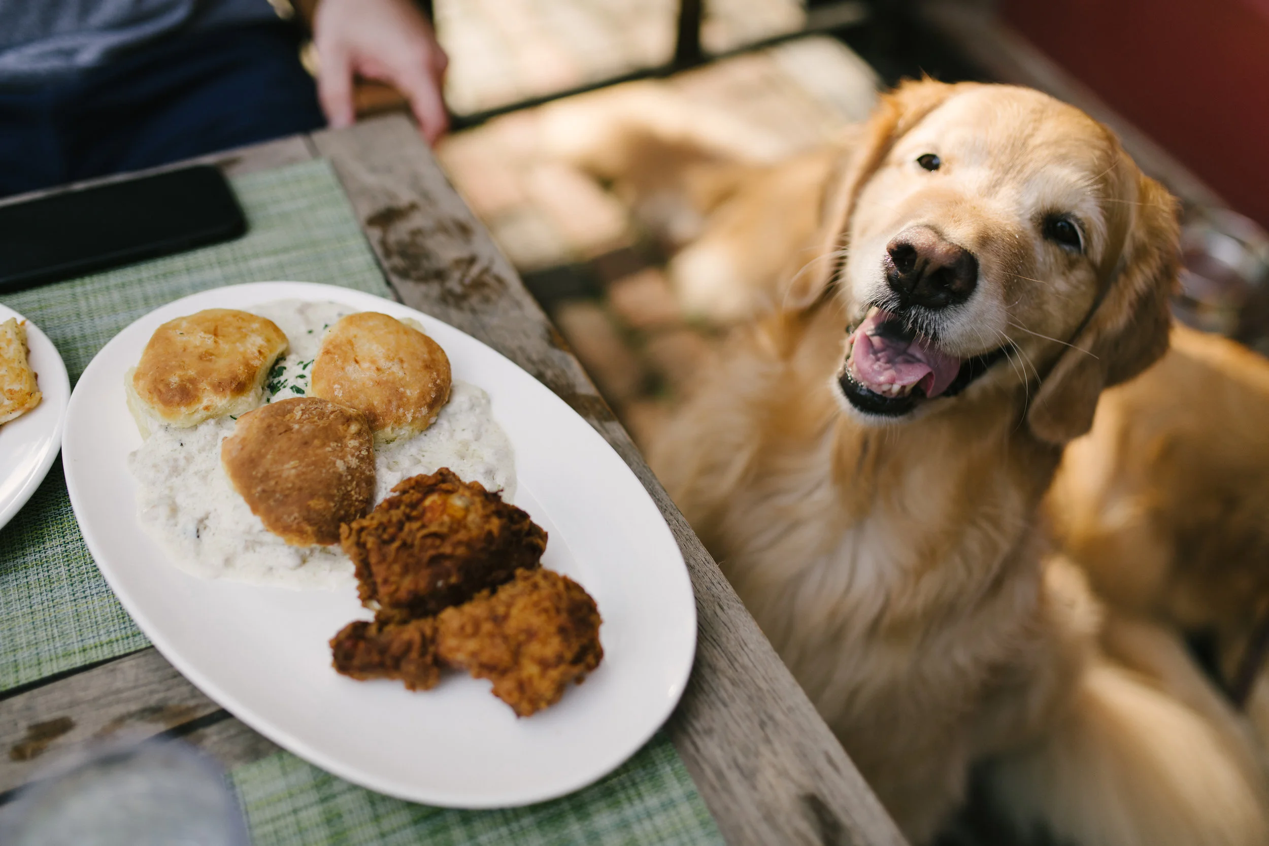 Aspen gawking at the chicken and biscuits