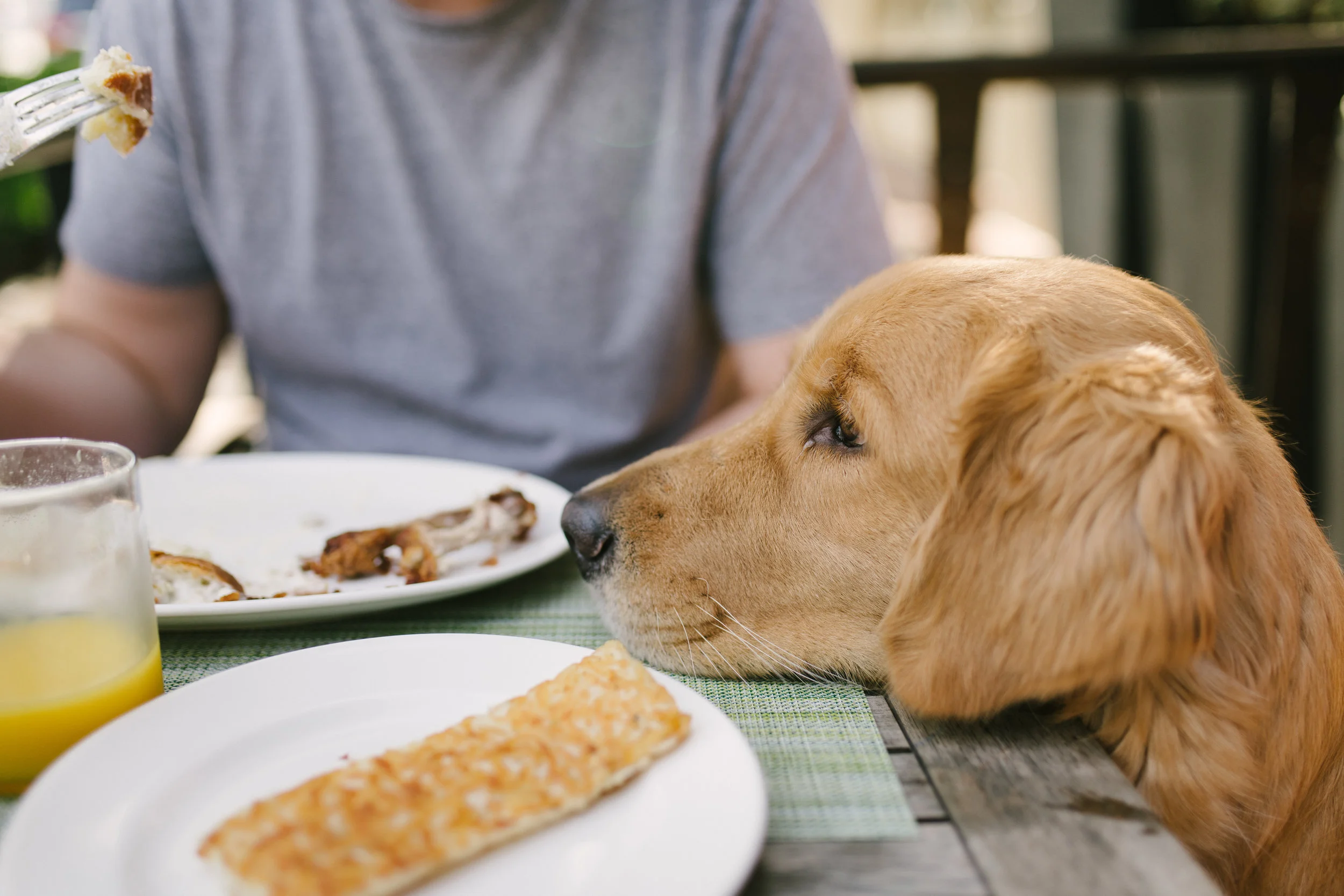 Koa being nervy at the table