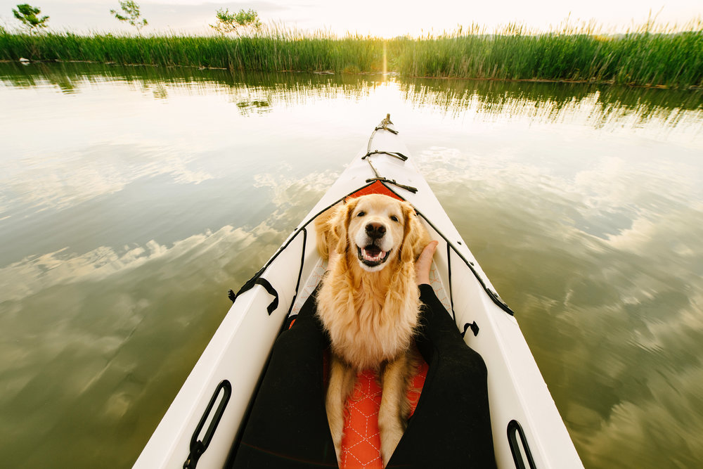 Kayaking at Dyke Marsh during sunrise