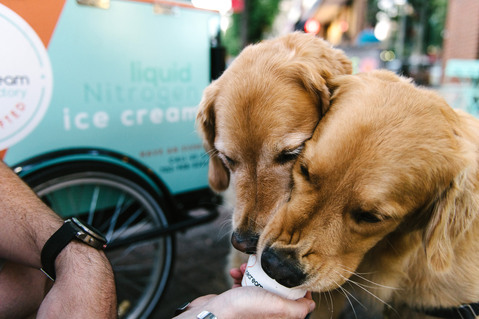 Aspen and Koa enjoying blueberry ice cream from Nicedream