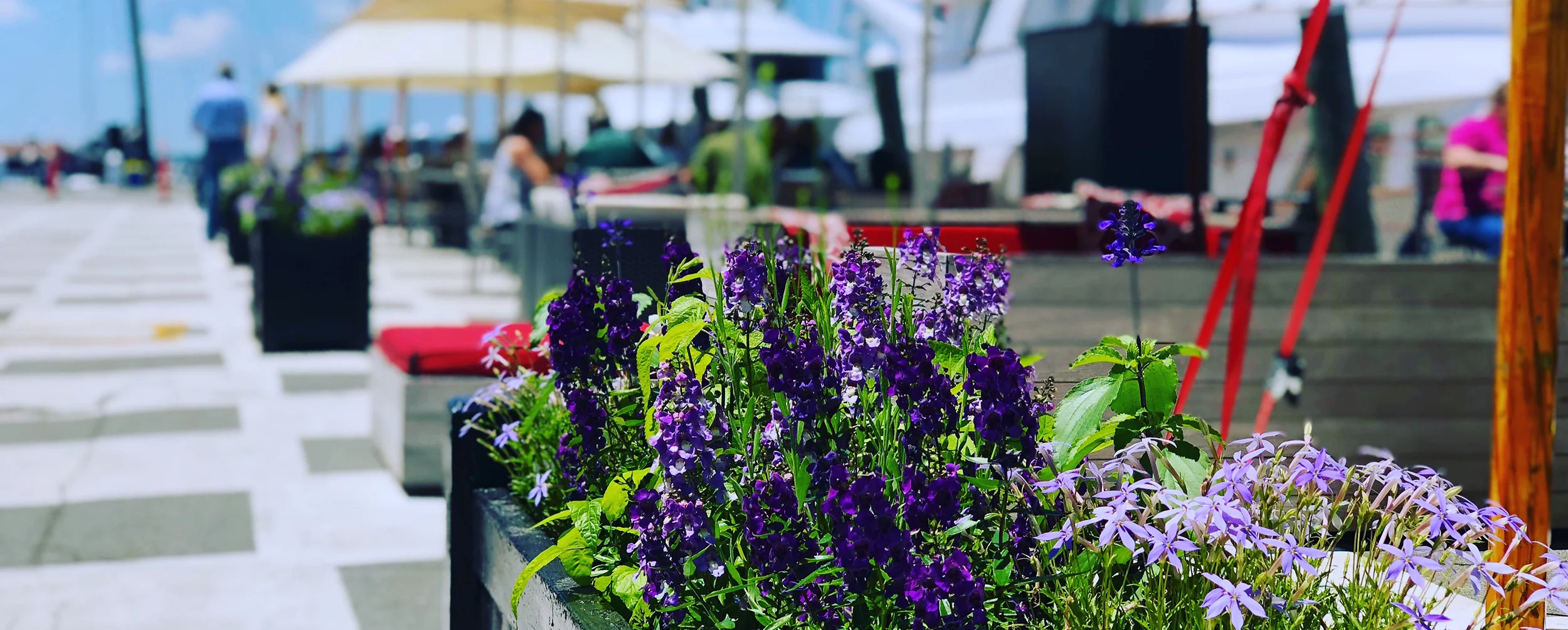 BellesFlowerBoxes.jpg