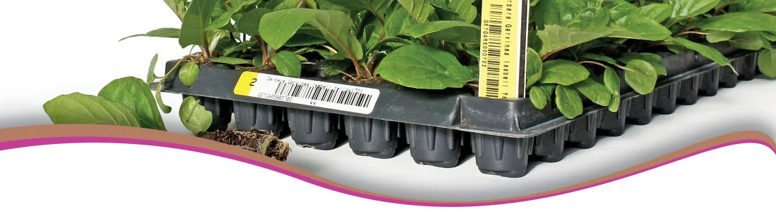 tray-header.jpg