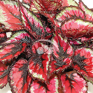 Red Tango