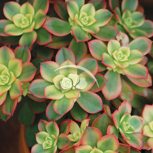 Aeonium Kiwi