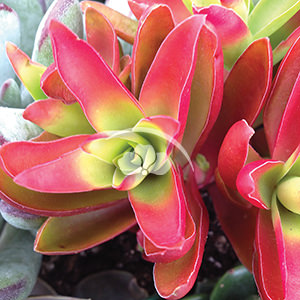 Crassula Campfire