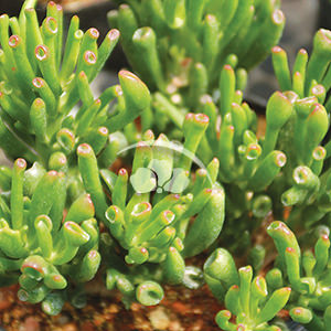 Crassula Hobbit