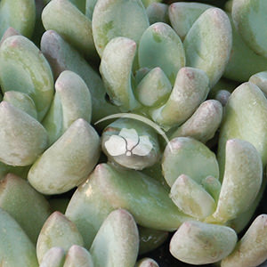 Echeveria haagai Tolimanesis
