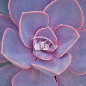 Echeveria Perle von Nurnberg