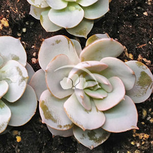 Echeveria subsessilis Blue